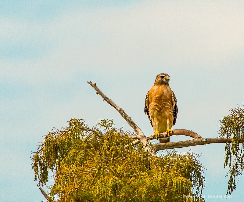 Red shoulder hawk