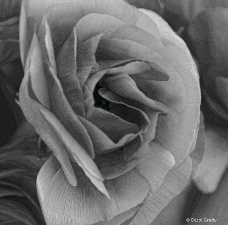 B & W Ranunculus 