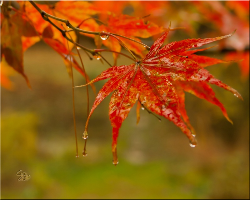 Autumn tears