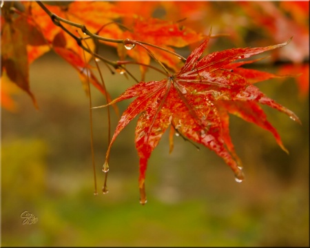 Autumn tears