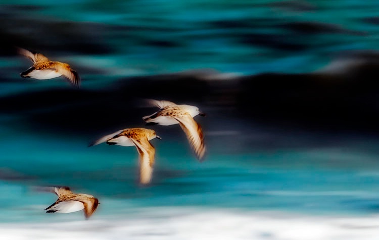 Sandpipers in Flight