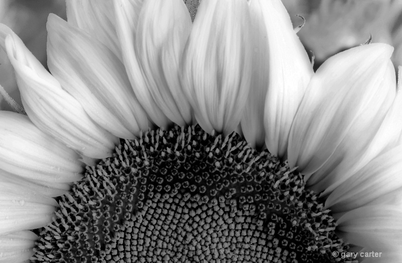 Sunflower in Black and White