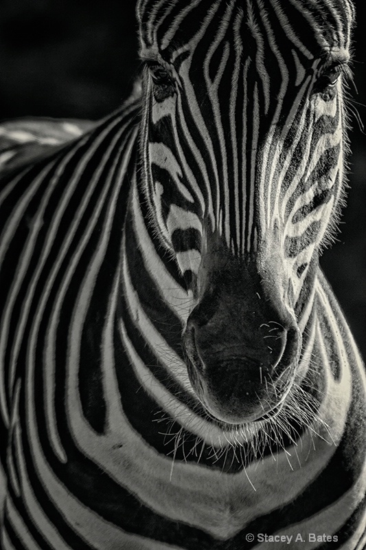 Zebra