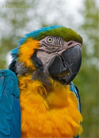 Macaw