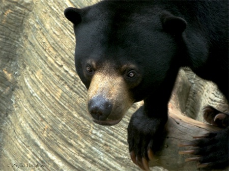 Sun Bear