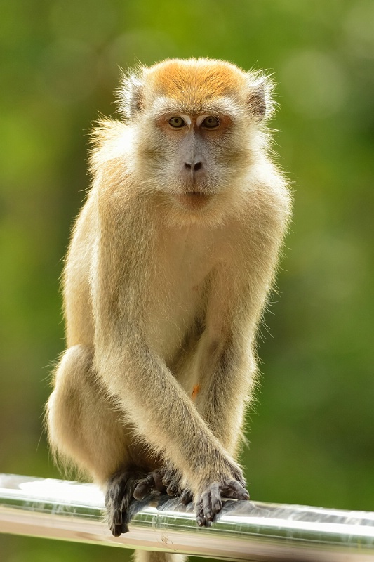  Long-tailed Macaque