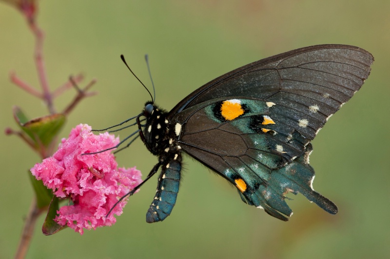 Pipevine Swallowtail on Crepe Myrtle