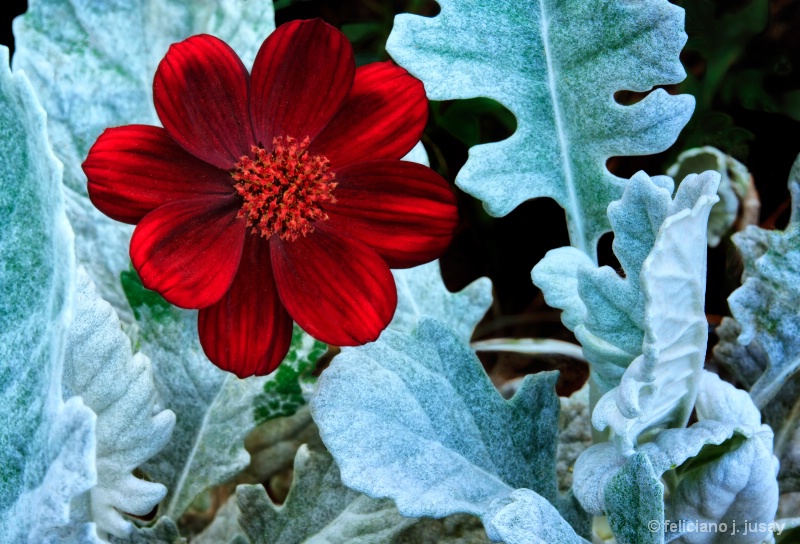 "Red Flower"