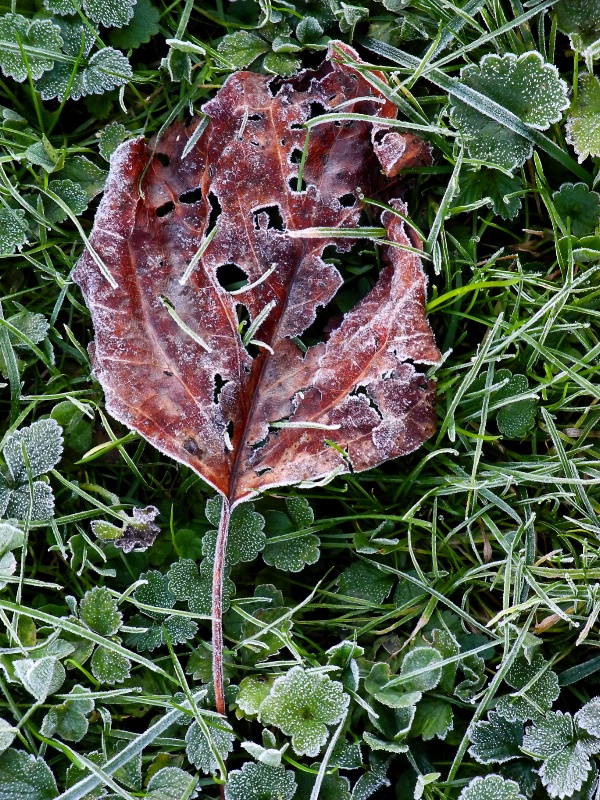 Fall Frost 2