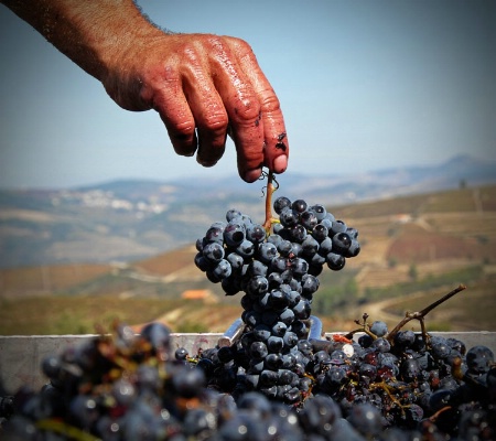 Port wine harvest