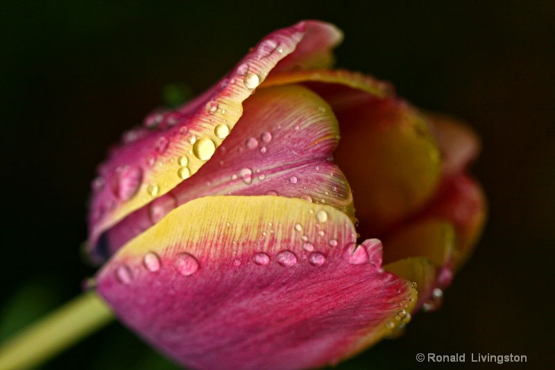 Wet Tulip