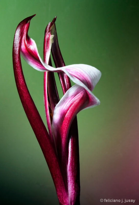 Crenium Lilly Flower