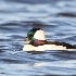 © Leslie J. Morris PhotoID # 13516745: Bufflehead Duck