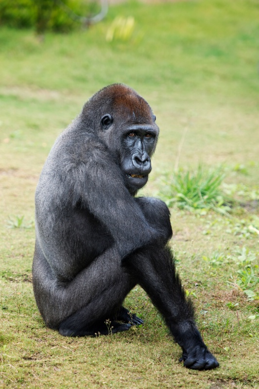 The Gretta Garbo of the Gorilla world