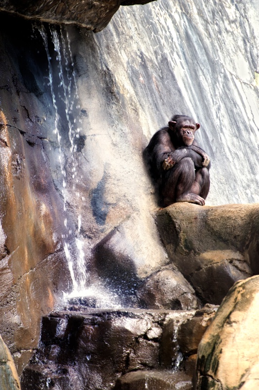 A Chimp by the waterfall