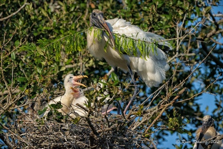 Wood Stork Family