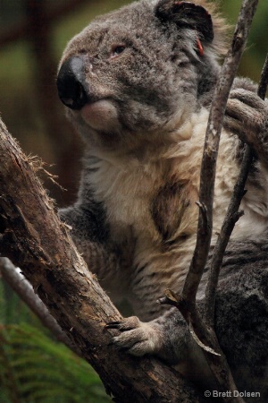 North Brother Mountain Koala