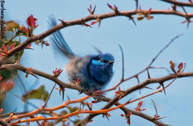 Shake your tail feather