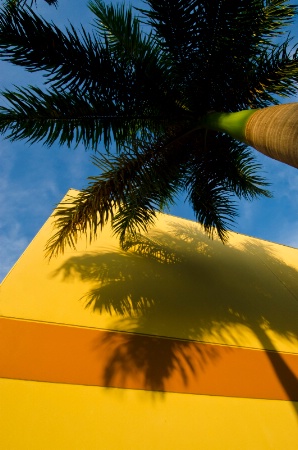 Palm Shadow