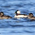 © Leslie J. Morris PhotoID # 13518527: Buffehead Trio