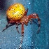 © JOANNE HALE-RAUCH PhotoID # 13518858: PUMPKIN SPIDER????