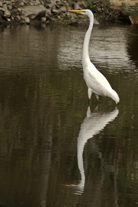 Egret Habitat