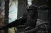 ~Chimpanzee @ Res...