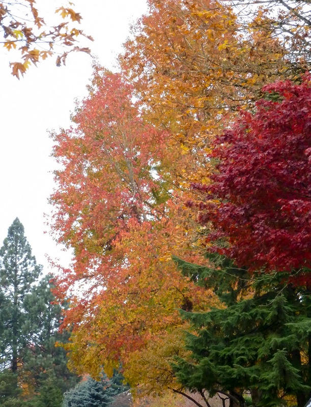 Fall colors - trees together