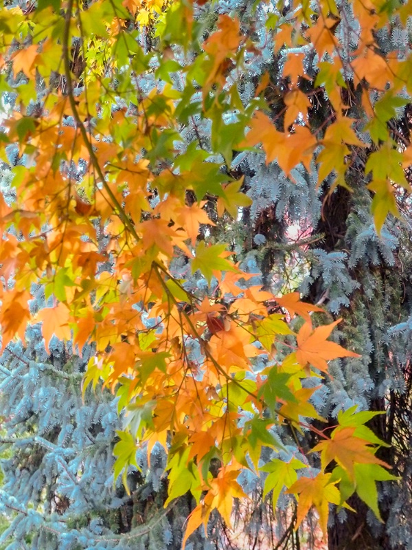 Fall colors - backlit leaves
