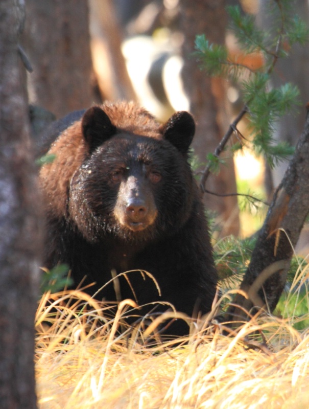 Black Bear, Grand Teton N.P., 9.27.12 - ID: 13520332 © Michael S. Couch