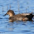 © Leslie J. Morris PhotoID # 13521999: Gadwall