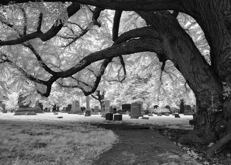 Katsura Tree and Headstones