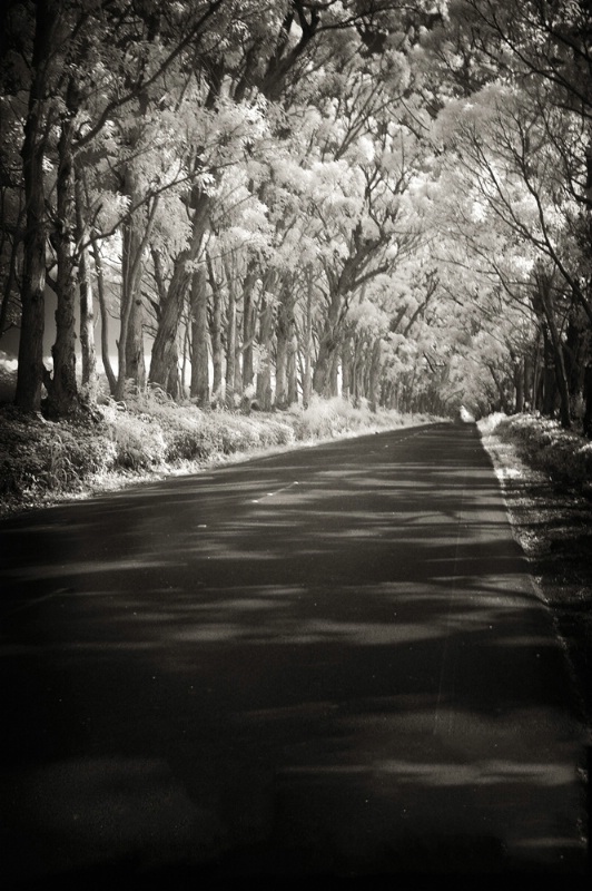 Tunnel of Infrared Trees