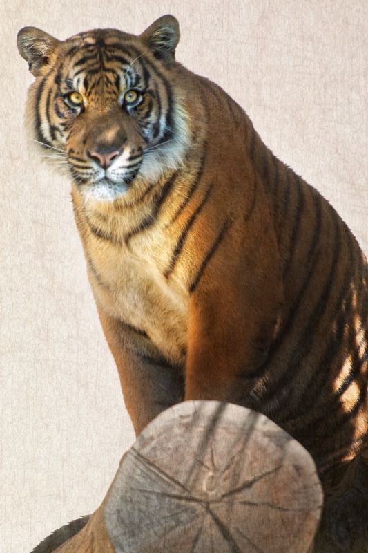 A Tiger's Profile