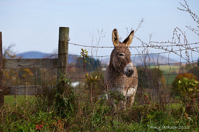 Burro