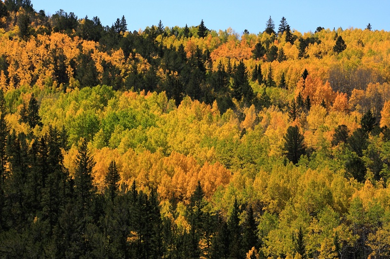 Aspens Near Cripple Creek