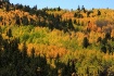 Aspens Near Cripp...