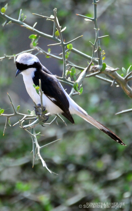  shrike  africa