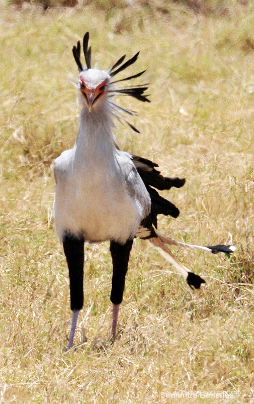  secretary bird  africa