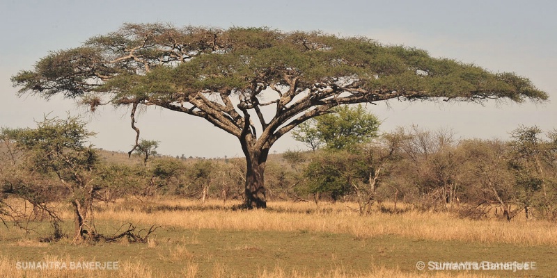   umbrella acacia tree  africa