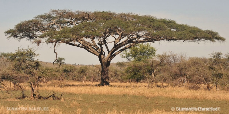   umbrella acacia tree  africa