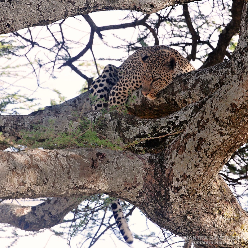  leopard on a tree  serengeti