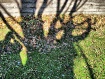 Shadows of the da...