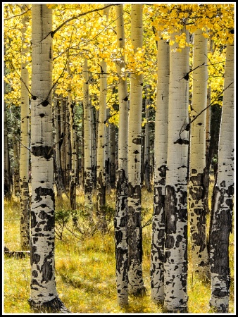 Aspen Trees in Fall