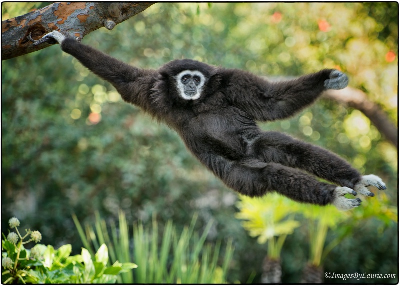 Swingin' Gibbon