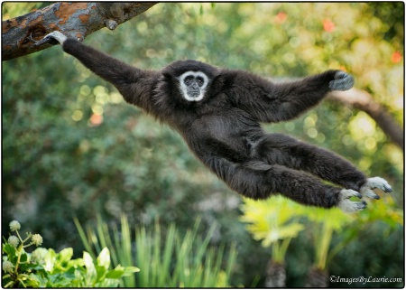 Swingin' Gibbon