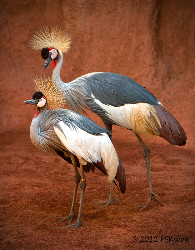 Grey Crowned Crane