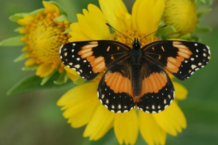 bordered patch butterfly on golden crownbeard