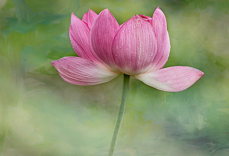 The Lotus Dance