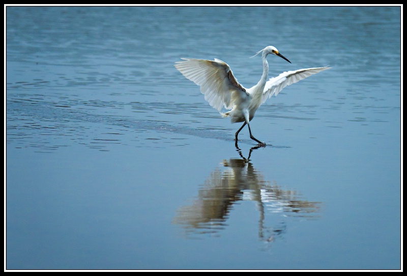 Egret Ballet #4